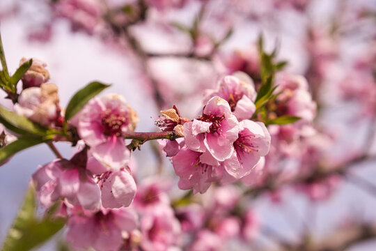 blooming plum flower