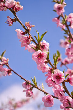 blooming plum flower