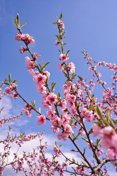blooming plum flower
