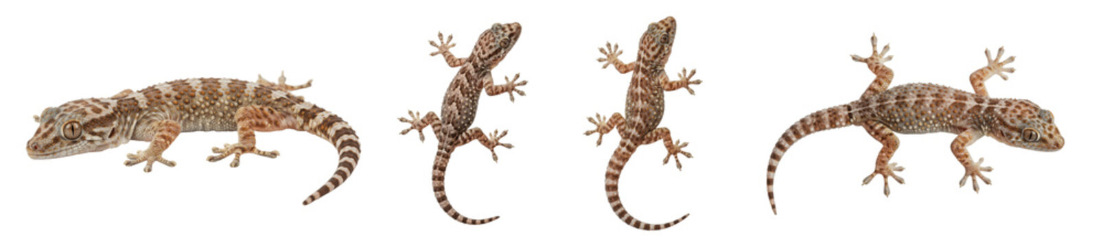 Moorish Gecko Collection: Realistic Common Wall Gecko Illustrations, Tropical Reptile Graphics, and Tarentola Mauritanica Lizard Elements for Wildlife Design