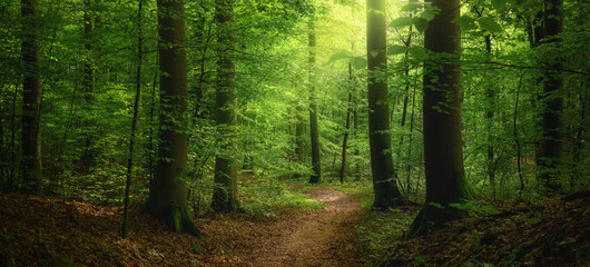 Obraz premium Forest trail under lush beech trees with a beam of gentle light and magical mood, a panoramic nature scenery