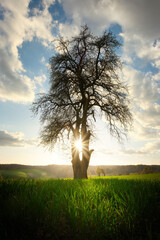 Fototapeta premium Graceful lone tree on a meadow in early spring, with the sun burst glowing through its branches and beautiful clouds 