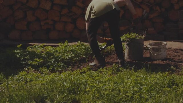 Weeding the ground, weeding the soil, clean the soil of weeds, remove weeds in the soil