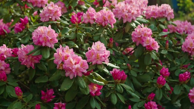Pink rhododendron bush in full bloom with green leaves