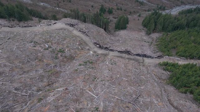 Aerial View of Extensive Clear-Cut Logging in British Columbia, Canada, Revealing Environmental Impact