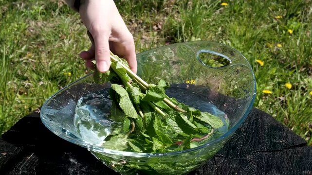 Close up several fresh green mint leaves floating in clear transparent water with air bubbles, low angle side view, slow motion. High quality 4k footage