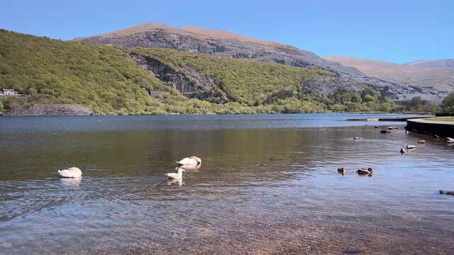 Llyn Padarn lake with swans and ducks and the Vivian Quarry, Snowdonia, Llanberis, Gwynedd, North Wales, UK