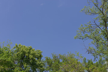 Fototapeta premium Blue sky texture with a leaves on the trees