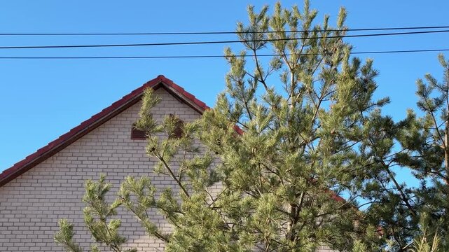Cottage fence pine trees under blue sky, sunlit siding and red tile roof, weathered wooden fence lining gravel verge, mature pine