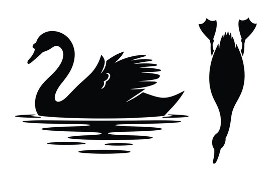 Black swan swimming and upside down silhouette on white background with swimming