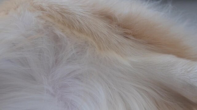 Extreme close-up of human hands gently petting the soft golden and white fur of a golden retriever dog indoors. Intimate lifestyle scene focused on touch, affection and emotional connection