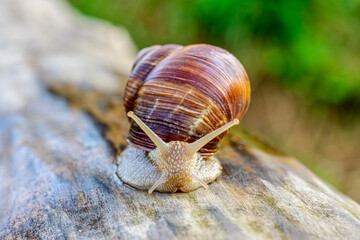 Close up of garden snail crawling on wooden surface with blurred green background, macro photography of brown shelled gastropod in natural outdoor environment © SSV-Photo
