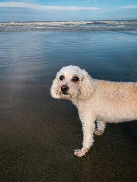 Cute White Dog on Wet Sand Beach