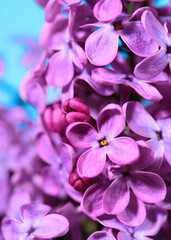 Many lilac flowers bloom in a close-up view showing purple color against a light background during...