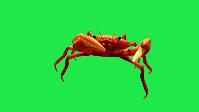 Crab on Green Screen Background crayfishes Cambaridae 3d render 4k