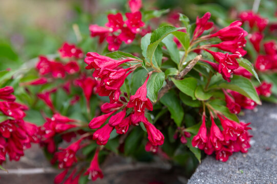 Bright red weigela blossoms growing over a stone border in a summer garden. Weigela florida cultivar