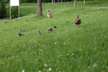 Family of Egyptian geese with small goslings walking together on green grass in a park. Wildlife parenting, protection and natural behavior in an urban environment, springtime nature scene. © Ana