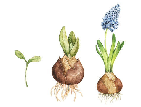 Watercolor illustration showing plant growth cycle from small sprout to blooming hyacinth bulb. Botanical composition for gardening themes, greenhouse projects and spring decoration.
