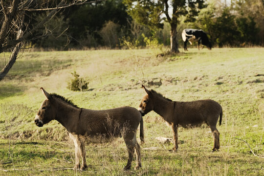 Pair of mini donkeys standing in Texas farm field, hillside in background.