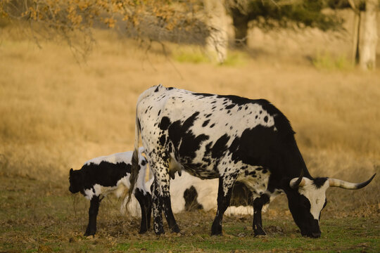 Spotted corriente cow with calf closeup in farm field in Texas.
