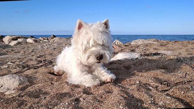 A white fluffy West Terrier dog enjoys a sunny day at the Mediterranean beach. It lies on the warm sand, looking out at the blue water and the sky.
