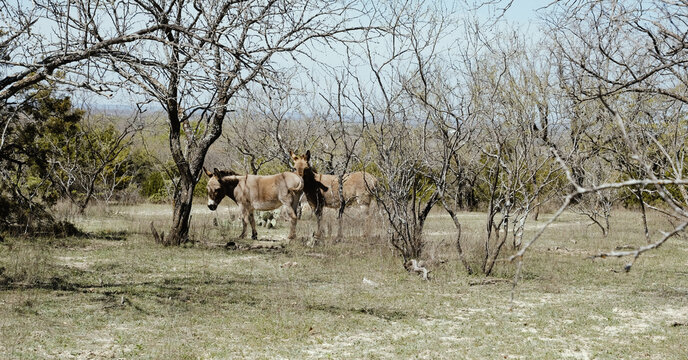 Two donkeys standing in a dry rural pasture under bare trees on a Texas ranch