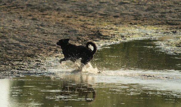 Black dog running through shallow water outdoors for fun and active pet lifestyle.