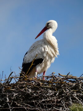 White Stork Standing on Nest Against Clear Blue Sky. The fascinating White Storks. One stork standing on it's nest made of branches and twigs. High quality photo