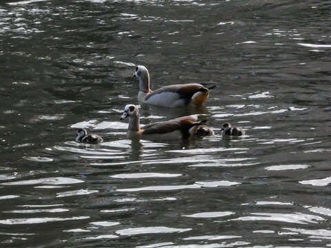 Egypt Nile goose couple with goslings at pond High quality photo