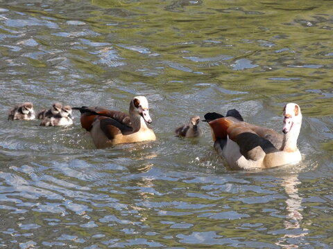 Egypt Nile goose couple with goslings at pond High quality photo