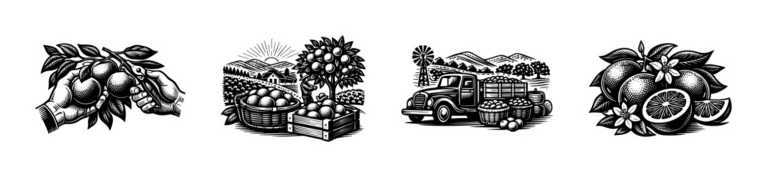 Black and white vector illustrations of orange harvesting scenes with trees and agricultural elements