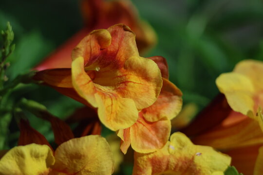 Fleurs jaunes de Tecoma stans en lumi&egrave;re naturelle