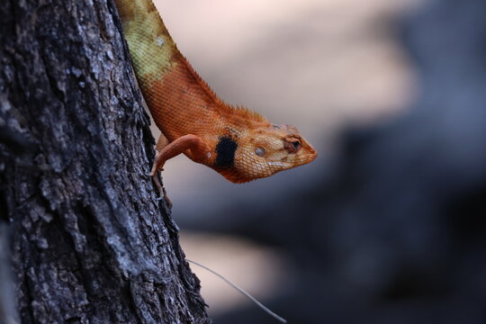 L&eacute;zard Calotes versicolor orange accroch&eacute; &agrave; un arbre