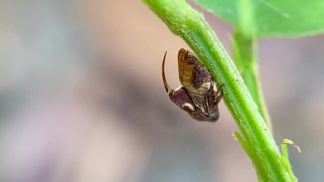 Macro Close-up Video of Tube Spittlebug Machaerotidae Perched on Green Stem Moving Its Posterior Abdomen