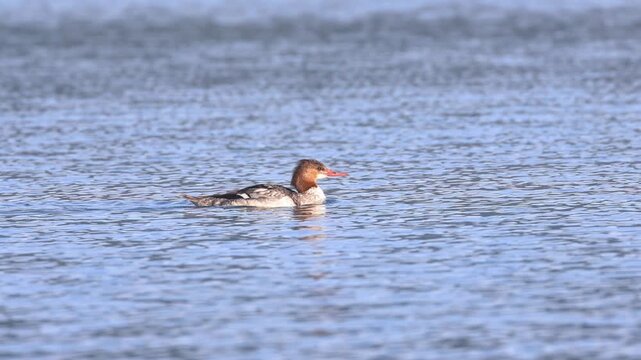 A common merganser hen (Mergus merganser) swims calmly on open water at Eagle Lake in Lassen County, California.