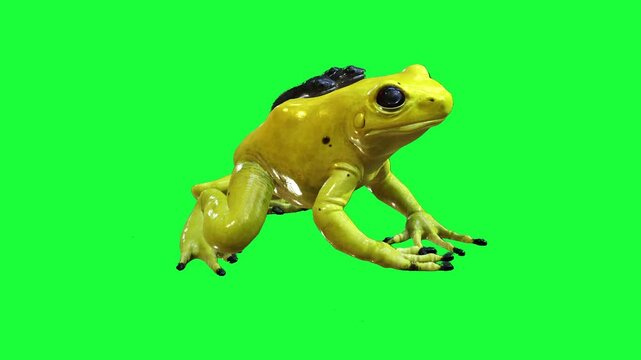 Poison Dart Frog with Black Spots frog sitting on a vibrant green screen background 3d for nature documentary