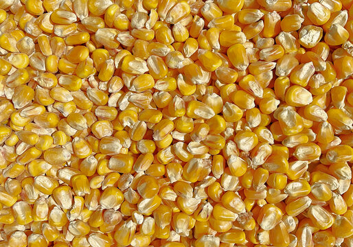 corn seeds texture background isolated yellow white	

