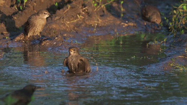 Common starlings bathing noisily in forest puddle, adults and juveniles together