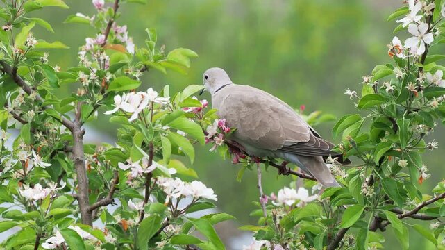 Eurasian collared dove feeding on apple blossoms in spring, Streptopelia decaocto