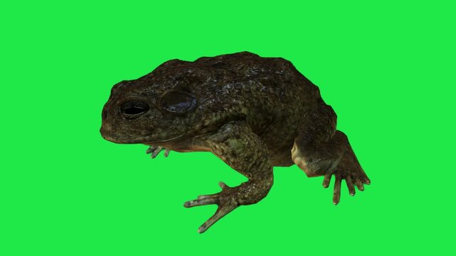 Poison Dart Frog with Black Spots frog sitting on a vibrant green screen background 3d for nature documentary