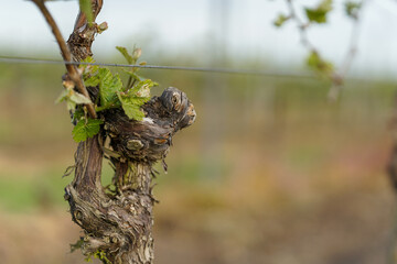 Obraz premium Close-up of grapevine trunk with fresh spring leaves in a vineyard, highlighting viticulture, vine cultivation, and sustainable wine production