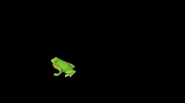 Poison Dart Frog with Black Spots frog sitting on a vibrant green screen background 3d for nature documentary