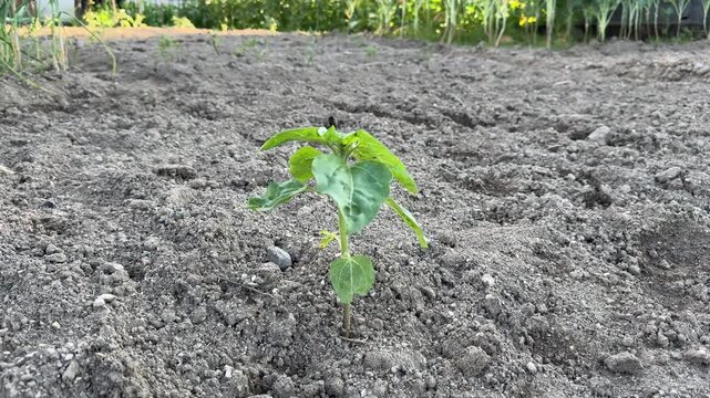 Sunflower in early stage (Leaf and Plant Development (V-4)). Agriculture in Viseu, Portugal. Green nature. Rural field on farm land in spring at sunset.