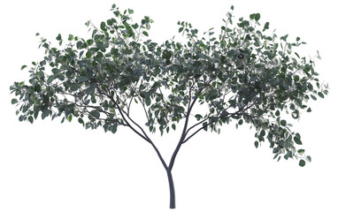 Obraz premium Flowering tree with heart shaped leaves highlighting unique botanical structure and seasonal beauty Isolated on transparent background PNG