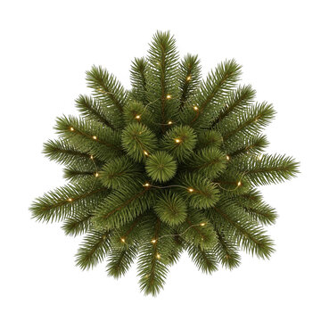 Green pine tree branch with lush needles