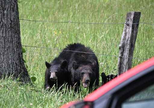 Black Bears by the Fence