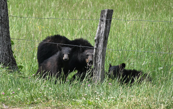 Black Bear Family by the Fence