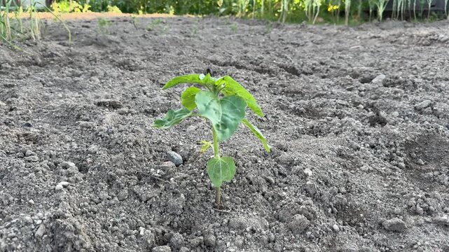 SLOW MOTION - Sunflower in early stage (Leaf and Plant Development (V-4)). Agriculture in Viseu, Portugal. Green nature. Rural field on farm land in spring at sunset.