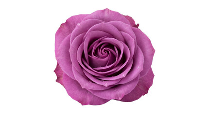 Purple rose flower with droplets isolated on transparent background png © SnapVerse