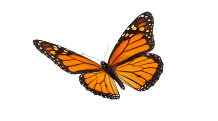 Beautiful orange monarch butterfly isolated on transparent background png © SnapVerse